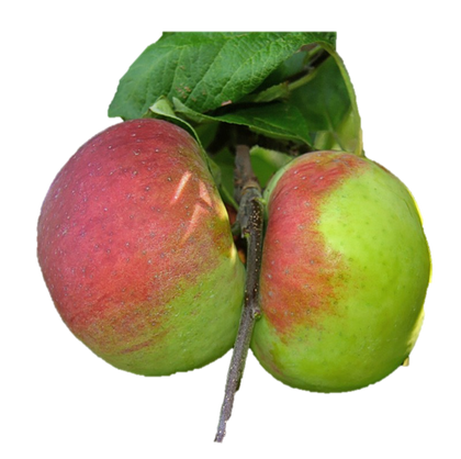 MANZANA PARA JUGO